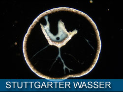 stuttgart_wasser